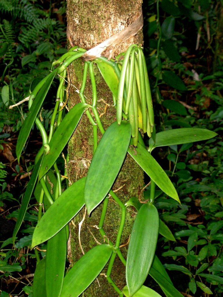 Květina vanilka – pěstování
