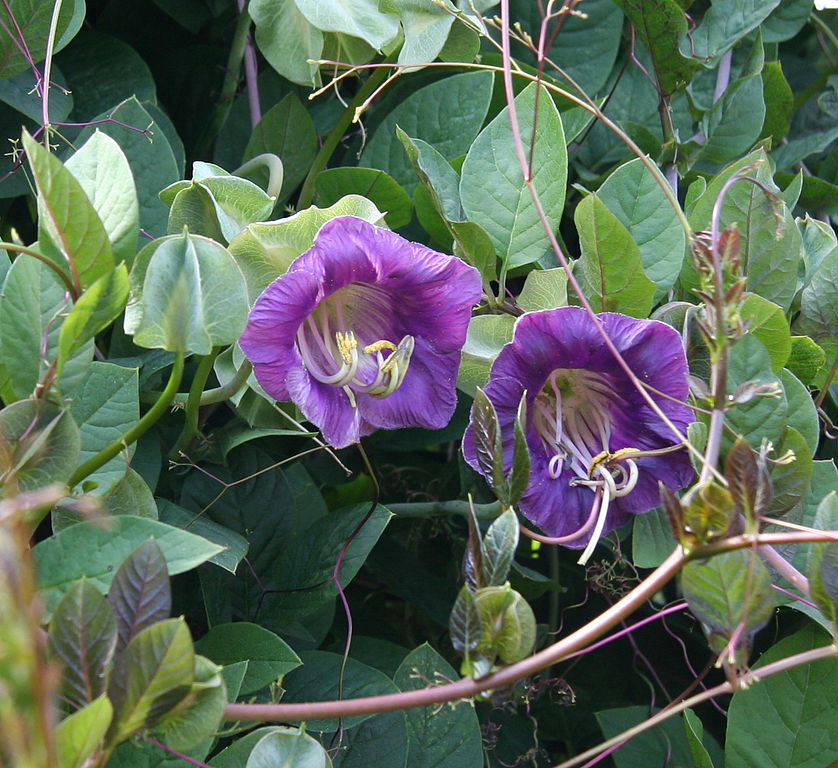 Kobea – pěstování