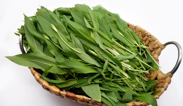 Medvedi Cesnek Suseni